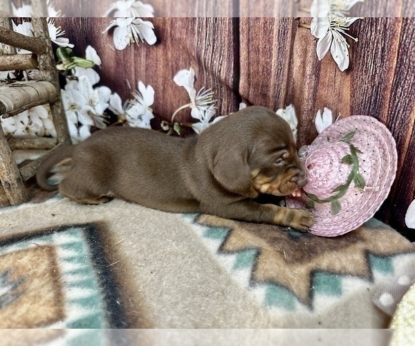 Medium Photo #14 Dachshund Puppy For Sale in CASSVILLE, MO, USA