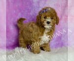 Small Photo #29 Goldendoodle (Miniature) Puppy For Sale in WARSAW, IN, USA