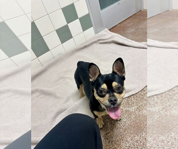 Medium Photo #3 French Bulldog Puppy For Sale in Salinas, CA, USA