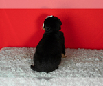 Small Photo #16 Bernese Mountain Dog Puppy For Sale in MILLERSBURG, IN, USA