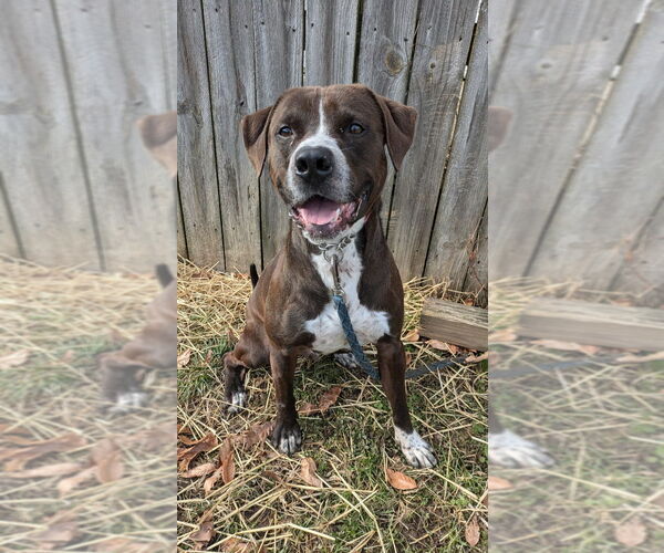 Medium Photo #3 American Pit Bull Terrier-Labrador Retriever Mix Puppy For Sale in Richmond, IN, USA