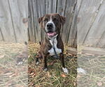 Small #2 American Pit Bull Terrier-Labrador Retriever Mix