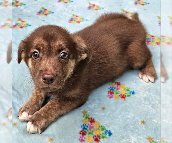 Medium Photo #3 Mutt Puppy For Sale in Olalla, WA, USA
