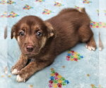 Small #2 Mutt