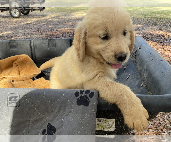 Medium Photo #7 Golden Retriever Puppy For Sale in CAMILLA, GA, USA