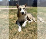 Small Photo #2 Siberian Husky Puppy For Sale in Carrollton, TX, USA