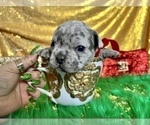 Small Photo #52 French Bulldog Puppy For Sale in HAYWARD, CA, USA