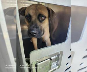Mastiff-Unknown Mix Dogs for adoption in San Antonio, TX, USA