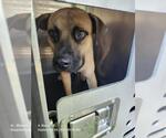 Small Mastiff Mix