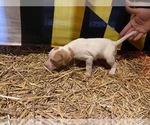 Small Photo #10 Pointer Puppy For Sale in CENTREVILLE, MD, USA