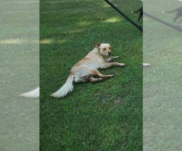 Medium Photo #2 Labrador Retriever-Unknown Mix Puppy For Sale in Holly Springs, NC, USA