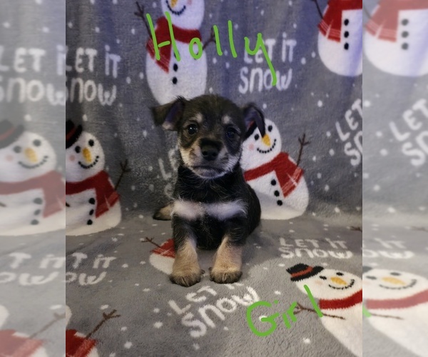 Medium Photo #19 Chizer Puppy For Sale in MONTEZUMA, GA, USA