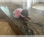 Small #3 Bulldog