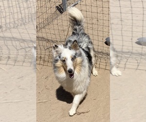 Shetland Sheepdog Puppy for sale in FORT MORGAN, CO, USA