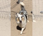 Small Shetland Sheepdog