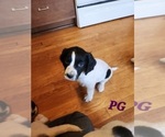 Small Photo #4 English Springer Spaniel Puppy For Sale in LINCOLN, NE, USA