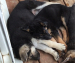 Small Photo #9 German Shepherd Dog Puppy For Sale in IONIA, MI, USA
