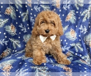 Cockapoo (Miniature) Puppy for sale in LAKELAND, FL, USA
