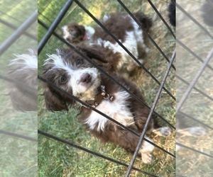 Maltipoo (Miniature) Dog for Adoption in VENETA, Oregon USA