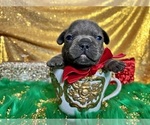 Small Photo #85 French Bulldog Puppy For Sale in HAYWARD, CA, USA