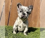 Small Photo #40 French Bulldog Puppy For Sale in RALEIGH, NC, USA