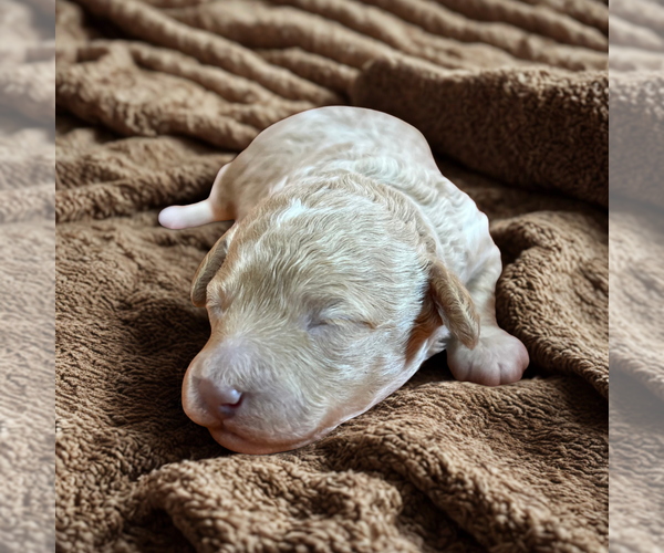 Medium Photo #2 Poodle (Miniature) Puppy For Sale in DUNDEE, OH, USA