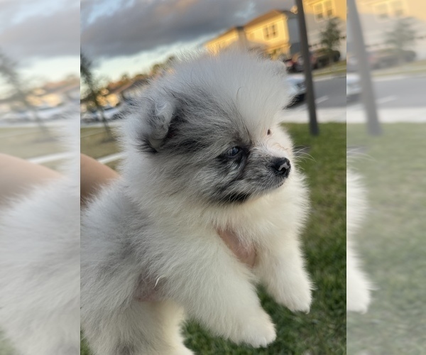 Medium Photo #8 Pomeranian Puppy For Sale in ORLANDO, FL, USA