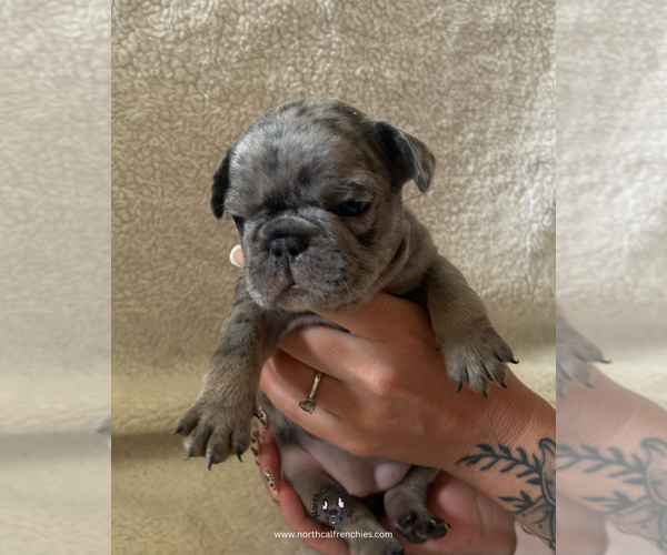 Medium Photo #1 French Bulldog Puppy For Sale in SACRAMENTO, CA, USA