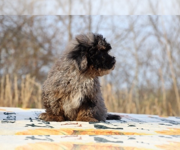 Medium Photo #16 ShihPoo Puppy For Sale in DYERSBURG, TN, USA