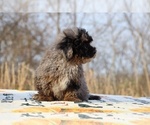 Small #15 ShihPoo