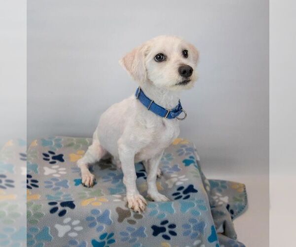 Medium Photo #5 Mutt Puppy For Sale in Kennesaw, GA, USA