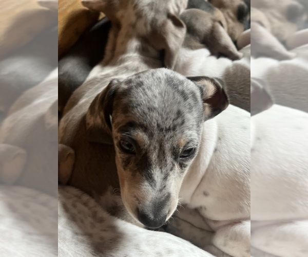 Medium Photo #132 Dachshund Puppy For Sale in LAKEBAY, WA, USA