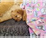 Small Photo #7 Cavapoo Puppy For Sale in GILBERTSVILLE, PA, USA