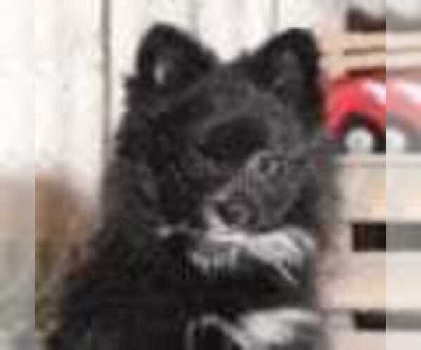 Medium Photo #2 Pomeranian Puppy For Sale in MOUNT VERNON, OH, USA
