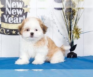 Shih Tzu Puppy for sale in MOUNT VERNON, OH, USA