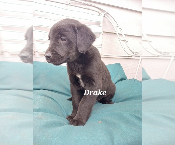 Medium Photo #14 English Cream Golden Retriever-Newfoundland Mix Puppy For Sale in SHEBOYGAN FALLS, WI, USA