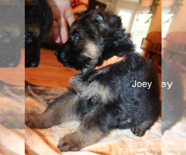 Medium Photo #1 German Shepherd Dog Puppy For Sale in ROCKWELL, NC, USA