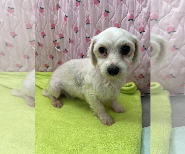 Medium Photo #5 Maltese Puppy For Sale in Pacolet, SC, USA