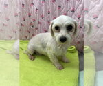 Small #4 Maltese