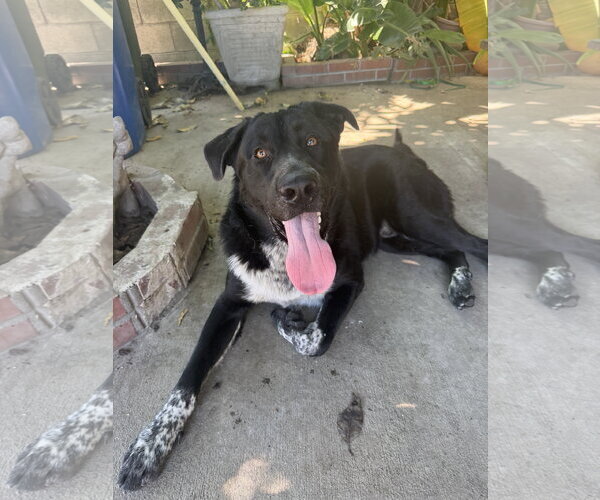 Medium Photo #1 Labrador Retriever-Unknown Mix Puppy For Sale in San Diego, CA, USA