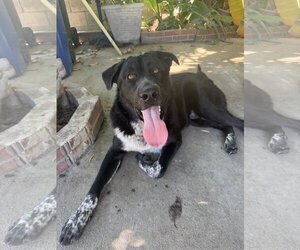 Labrador Retriever-Unknown Mix Dogs for adoption in San Diego, CA, USA