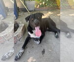 Hercules - Male Labrador Retriever-Unknown Mix Dog for Adoption - Small photo