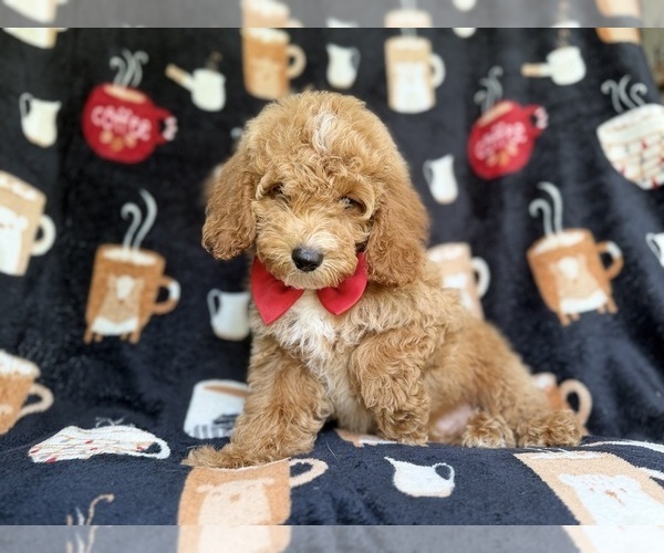 Medium Photo #5 Cock-A-Poo Puppy For Sale in LAKELAND, FL, USA