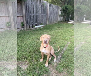 Benny - Male Golden Labrador Dog for Adoption - Photo #8