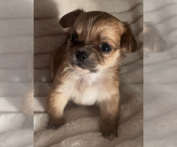 Medium Photo #5 Chihuahua Puppy For Sale in ADAMSVILLE, TN, USA