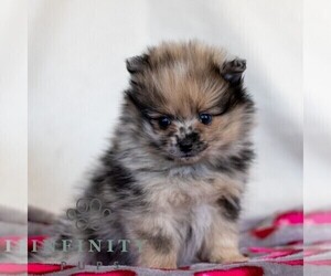 Pomeranian Puppy for sale in MANHEIM, PA, USA