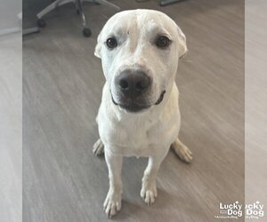 Labrador Retriever-Retriever  Mix Dogs for adoption in Washington, DC, USA