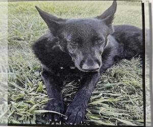 German Shepherd Dog Dogs for adoption in Stockton, CA, USA