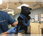 A1934132 - Male German Shepherd Dog Dog for Adoption - Small photo