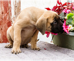 Small #3 Mastiff